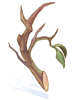 Ilustración de Strong Branch