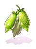 Ilustración de Catnip Fruit