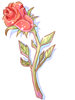 Ilustración de Witherless Rose