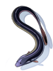 Ilustración de Eel