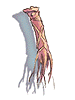 Ilustración de Tendon