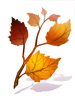 Ilustración de Fallen Leaves Branch