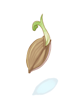 Ilustración de Sprout