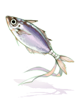 Ilustración de Pompano