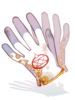 Ilustración de Alchemy Glove