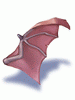 Ilustración de Wing of Red Bat