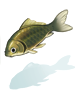 Ilustración de Crucian Carp