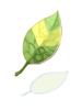 Ilustración de Smokie Leaf