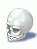 Ilustración de Skull