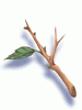 Ilustración de Young Twig