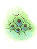 Ilustración de Single Cell