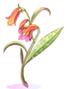 Ilustración de Aloe