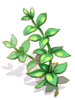 Ilustración de Slapping Herb